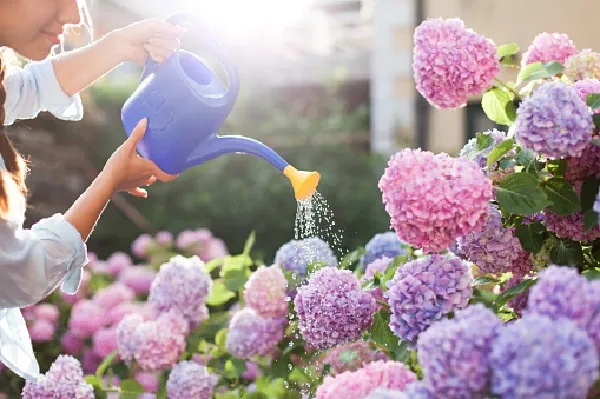 Quy trình chăm sóc hoa cẩm tú cầu trong chậu đúng cách để cây nở hoa rực rỡ