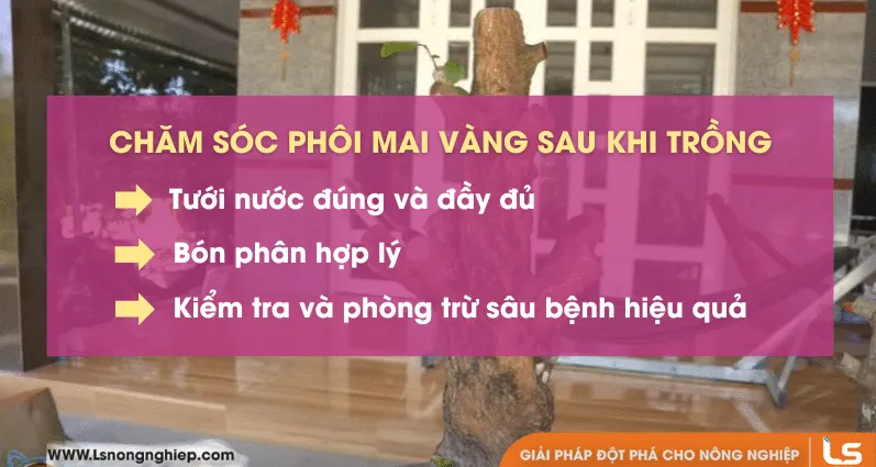 Chăm sóc phôi mai vàng sau khi trồng cũng rất quan trọng