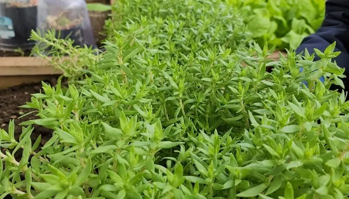 Chăm sóc chuyên sâu sau khi trồng