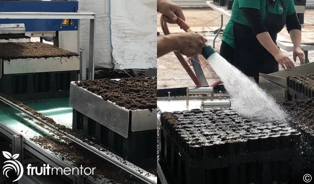 Chuẩn Bị Chậu Và Tưới Nước Cho Giá Thể Ươm Hạt Đúng Kỹ Thuật