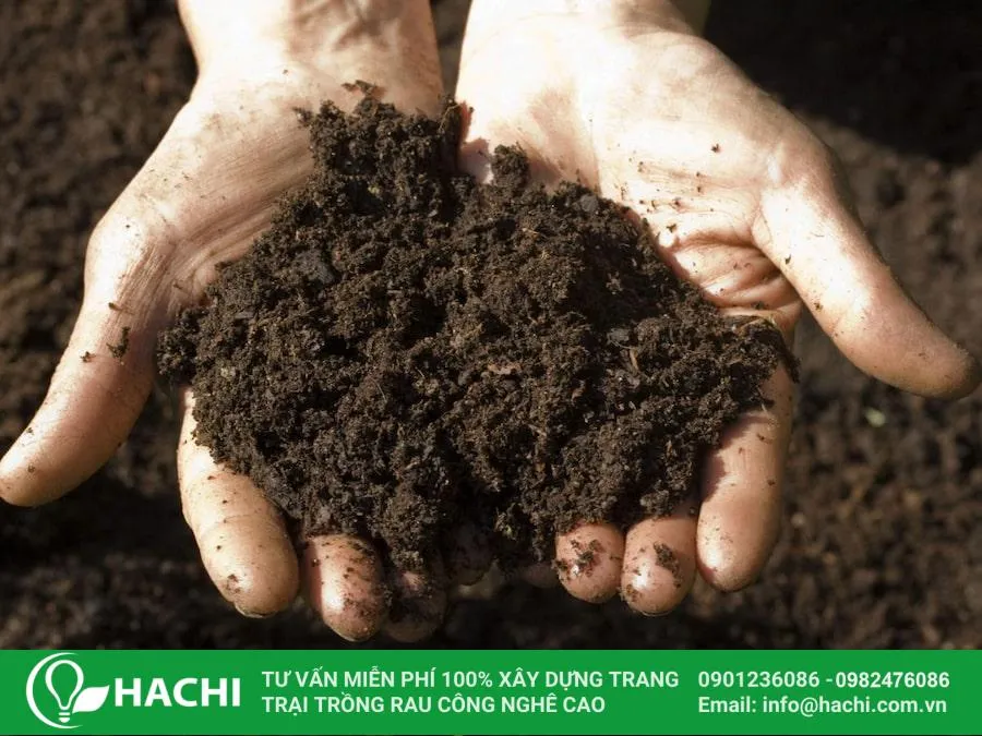 Chuẩn bị đất trồng tơi xốp, giàu hữu cơ để trồng dưa leo Nhật Bản tại nhà