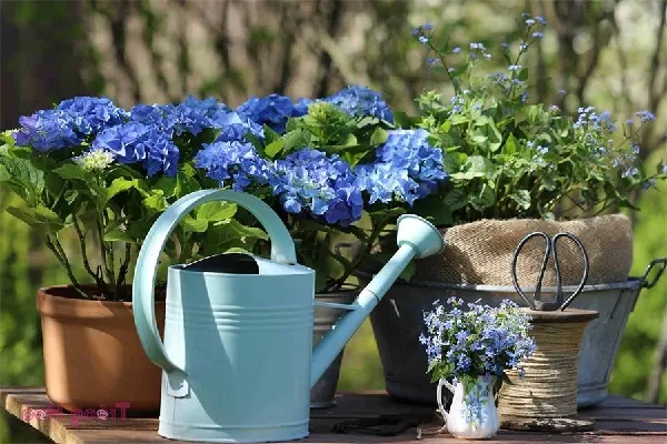 Các bước chuẩn bị chậu và đất trồng hoa cẩm tú cầu