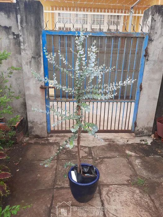 Cây khuynh diệp cao 1m4 với lá non tròn