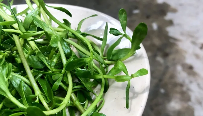 Đặc điểm sinh học của cây rau đắng