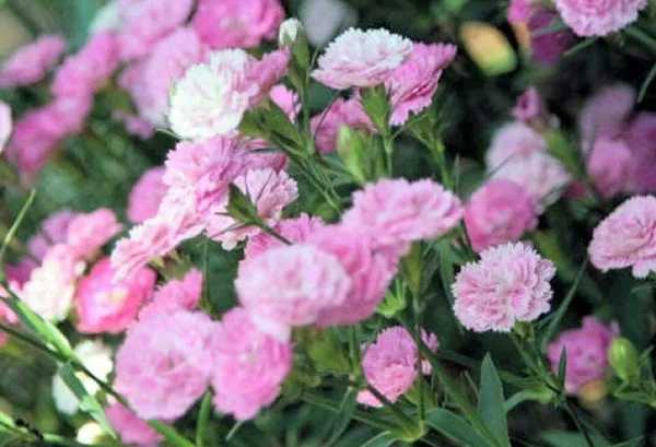 Đặc điểm Hoa Lạc Dương