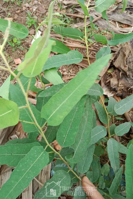 Khuynh diệp – Bạch đàn, giống cây trồng lấy gỗ và tinh dầu