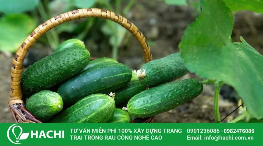 Dưa leo Nhật Bản có vỏ màu xanh đậm, nhiều gai nhỏ và lớp phấn dưa tự nhiên