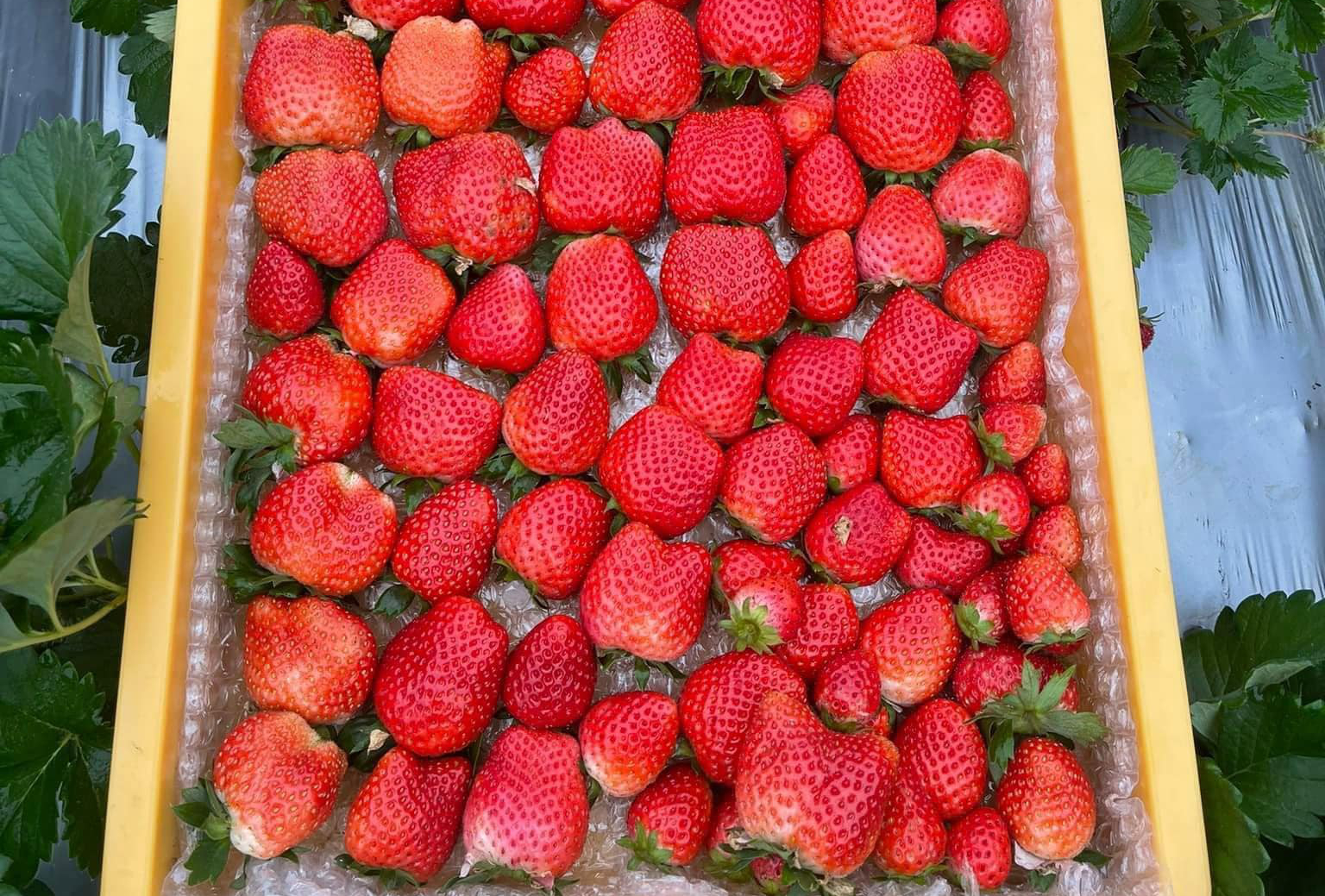 Cách Trồng Dâu Từ Quả: Cẩm Nang Toàn Diện Về Dâu Tây Rừng (Fragaria vesca) Cách Trồng Dâu Từ Quả: Cẩm Nang Toàn Diện Về Dâu Tây Rừng (Fragaria vesca)