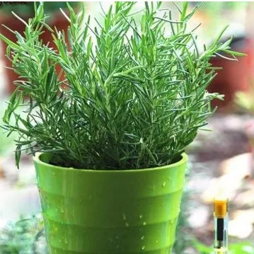 Cách Trồng Cây Hương Thảo Trong Nhà: Hướng Dẫn Chi Tiết Từ A Đến Z