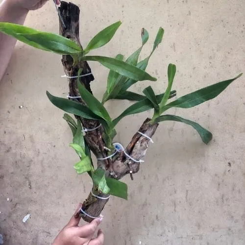 Ghép lan lên thân gỗ