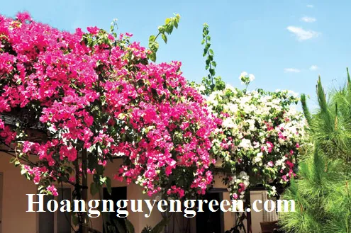 Giàn bông giấy che mát tạo không gian thư giãn