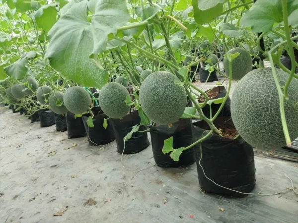 Trộn giá thể trồng dưa lưới đúng kỹ thuật cho năng suất cao