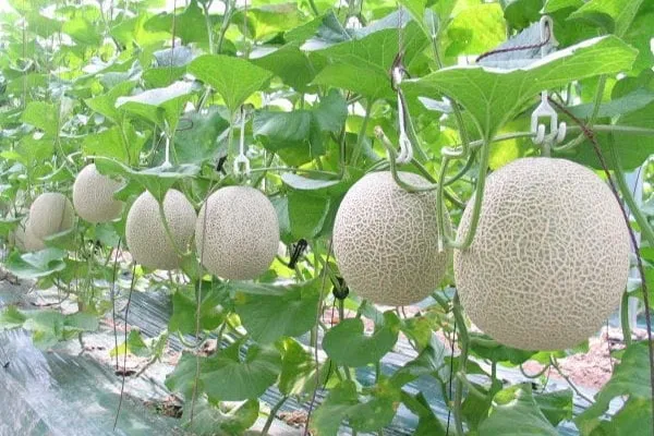 Giá thể trồng dưa lưới mang lại vai trò quan trọng