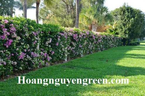 Hàng rào hoa bông giấy rực rỡ, kỹ thuật trồng viền