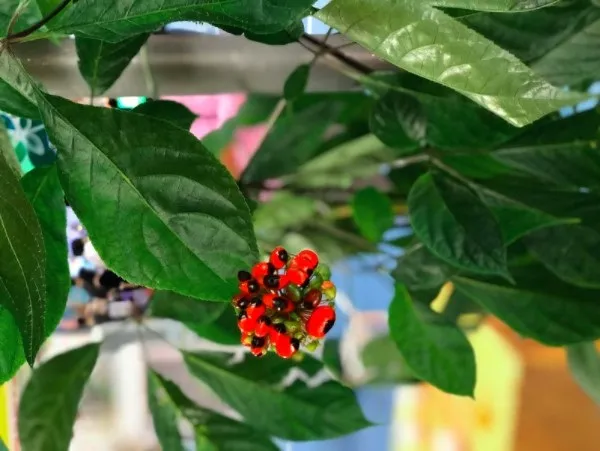 Cách Trồng Cây Sâm Ngọc Linh Chi Tiết Chuẩn Kỹ Thuật Tại Nhà Chá»n lá»±a hạt giống sâm Ngá»c Linh chất lượng để tá»i ưu năng suất và phòng trừ dịch hại sau này.