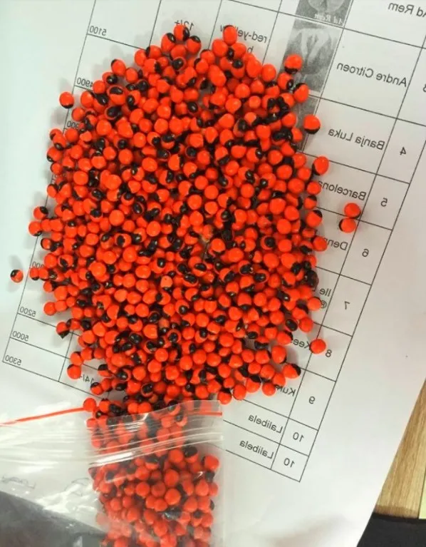 Thá»i Ä‘iá»ƒm thu hoáº¡ch háº¡t giá»‘ng sâm Ngá»c Linh cÅ©ng ráº¥t quan trá»ng.