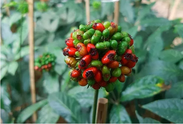 Xử lý háº¡t giá»‘ng sâm Ngá»c Linh Ä‘úng cách giúp chúng tÄƒng sá»©c Ä‘á» kháng trÆ°á»›c sâu bá»‡nh, dá»‹ch háº¡i.