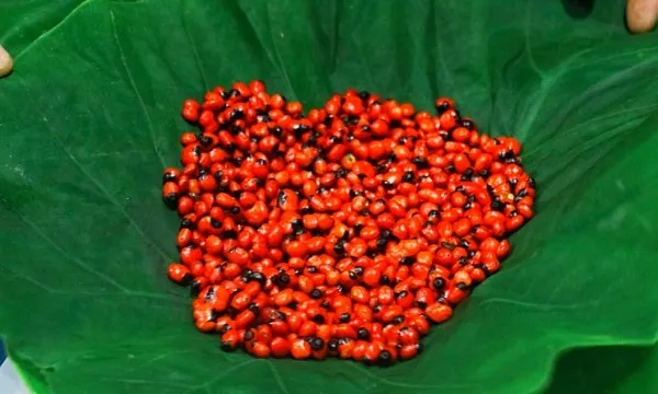 Háº¡t giá»‘ng sâm Ngá»c Linh Ä‘ang ráº¥t Ä‘Æ°á»£c quan tâm táº¡i Viá»‡t Nam