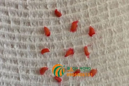 hạt mâm xôi được làm khô trên giấy thấm, bước chuẩn bị quan trọng