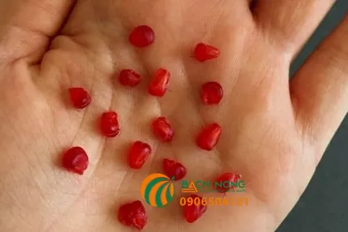 hạt mâm xôi đã được tách ra, chuẩn bị cho quá trình xử lý lạnh