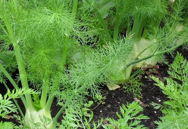 Thì là Tứ Quí TN 19 - Cửa hàng Hạt giống Rau Hoa Quả