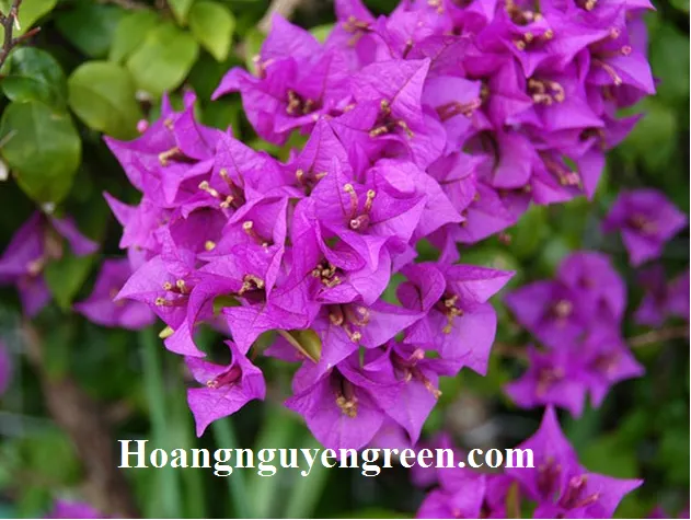 Hoa bông giấy nở rộ tạo cảnh quan rực rỡ