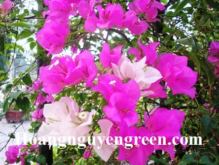 Cận cảnh hoa thật và lá bắc màu trắng của cây bông giấy