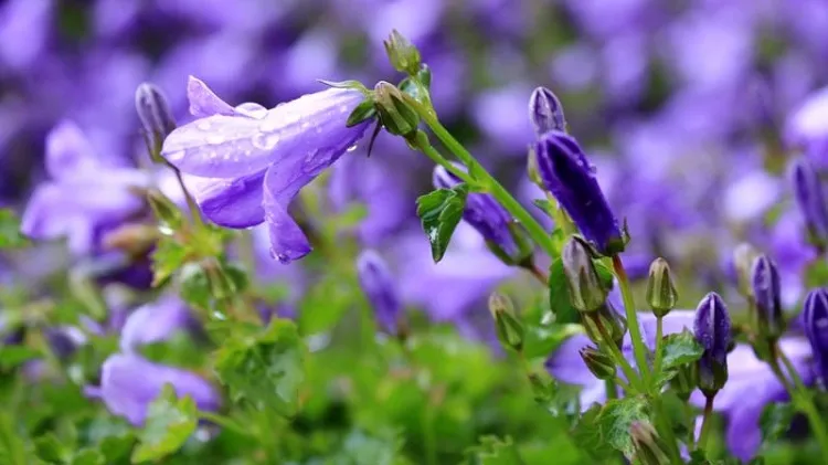 Hướng dẫn chăm sóc hoa chuông gió trong chậu