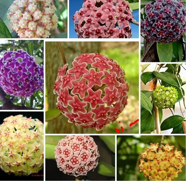 Cận cảnh hoa lan Cẩm Cù nở rộ, mùi hương nhẹ nhàng, lãng mạn.