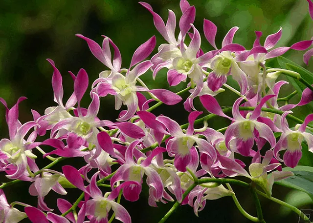 Cách xử lý rễ và lá của lan Dendro Nắng trước khi trồng lại