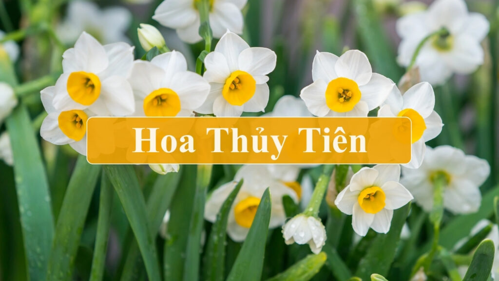 Cách Trồng Cây Sả Tại Nhà Đơn Giản Cho Củ To Thơm Lâu Bền Vững Cách Trồng Cây Sả Tại Nhà Đơn Giản Cho Củ To Thơm Lâu Bền Vững