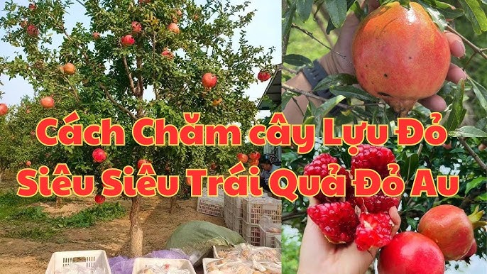 Cách Trồng Lựu: Hướng Dẫn Chi Tiết Từ A Đến Z Cho Cây Lựu Sai Quả
