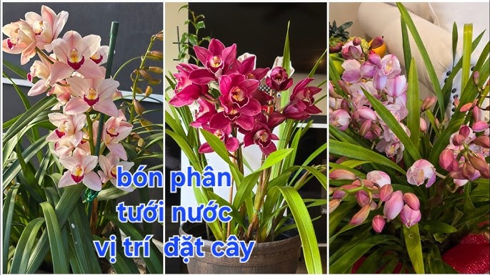 Cách Trồng Lan Thiên Nga Đơn Giản, Ra Hoa Sai Và Siêu Đẹp