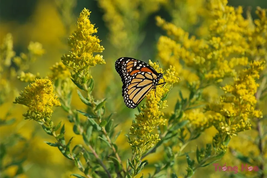 HÆ°á»›ng dáº«n cÃ¡ch trá»“ng hoa cÃºc hoÃ ng anh Ä‘Ãºng ká»¹ thuáº­t, Huong dan cach trong hoa cuc hoang anh dung ky