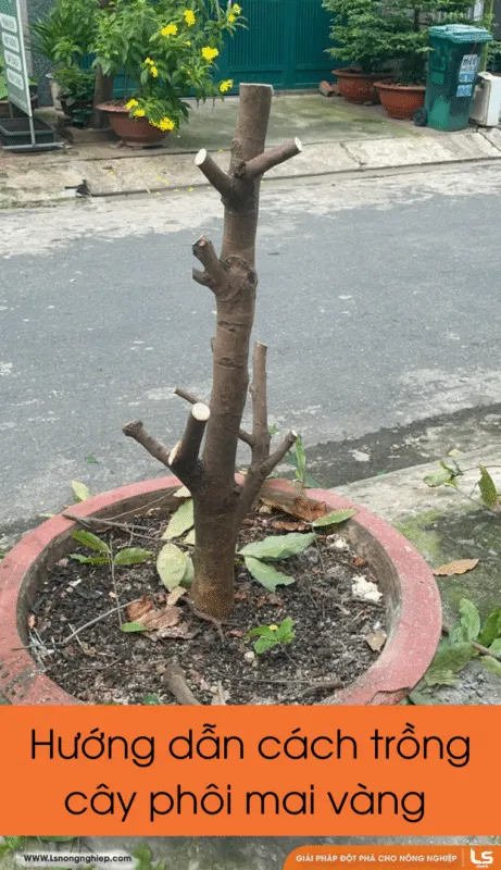 Hướng dẫn cách trồng phôi mai vàng