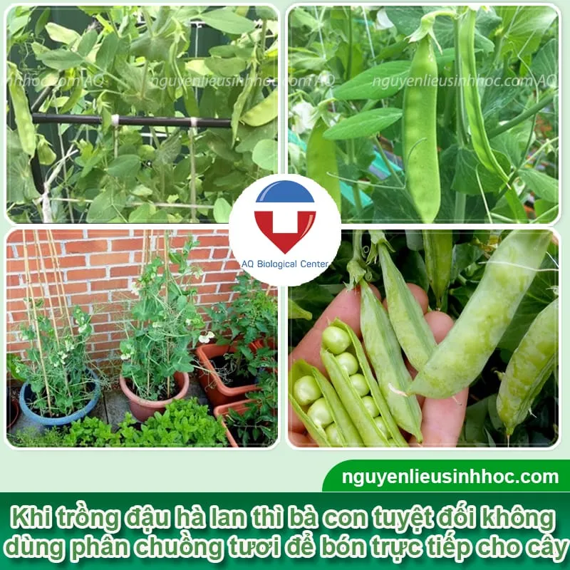 Hướng dẫn chi tiết từng bước trong quy trình cách trồng cây đậu hà lan