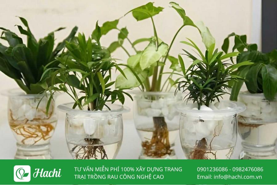 Cách Trồng Trầu Bà Trong Hồ Cá: Hướng Dẫn Kỹ Thuật Đơn Giản Cho Người Mới