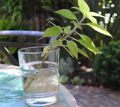 Trồng rau húng quế bằng phương pháp giâm cành