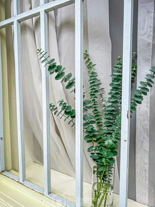 Khuynh diệp được trồng cắm lọ trang trí trong phòng, ứng dụng trong cách trồng cây khuynh diệp