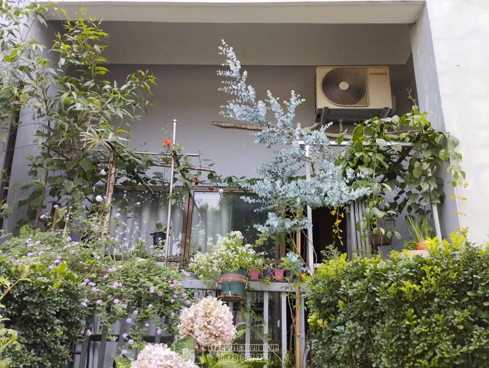 Cây khuynh diệp trồng ban công làm đẹp không gian