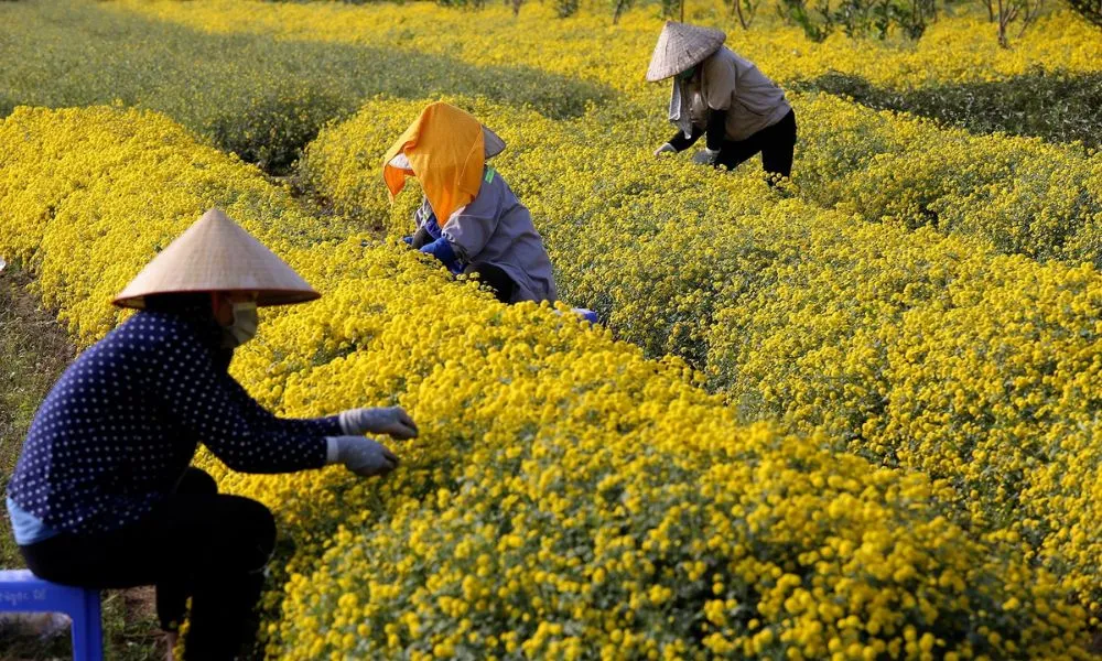 Hoa cúc là hoa gì? Nguồn gốc và ý nghĩa văn hóa của hoa cúc