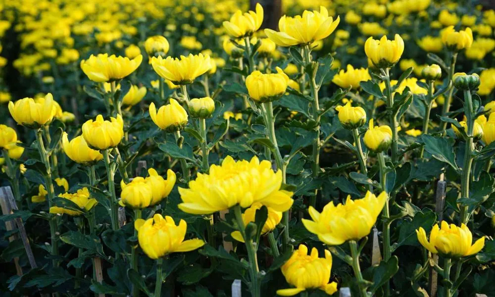 Điều kiện sinh trưởng, phát triển lý tưởng của hoa cúc