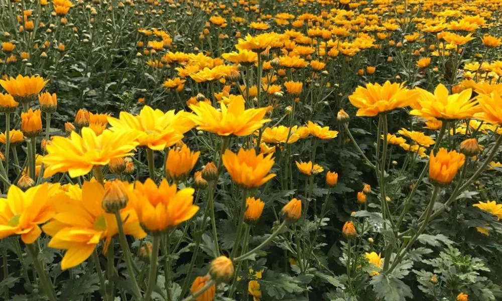 Hoa cúc vàng mang lại tài lộc, may mắn và có nhiều công dụng y học