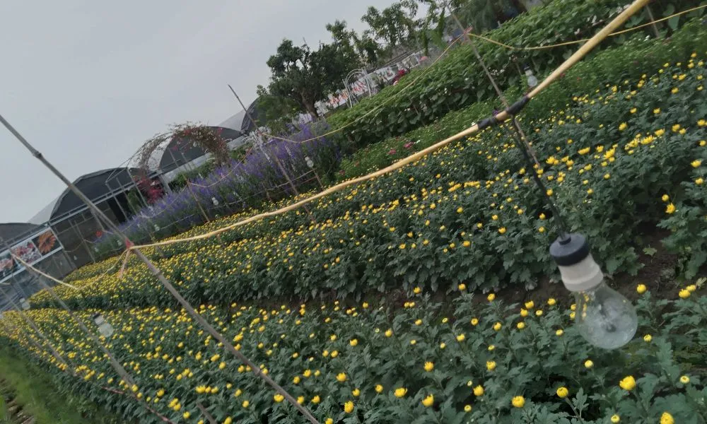 Cần chiếu sáng cho hoa cúc vào ban đêm để điều chỉnh thời điểm ra hoa