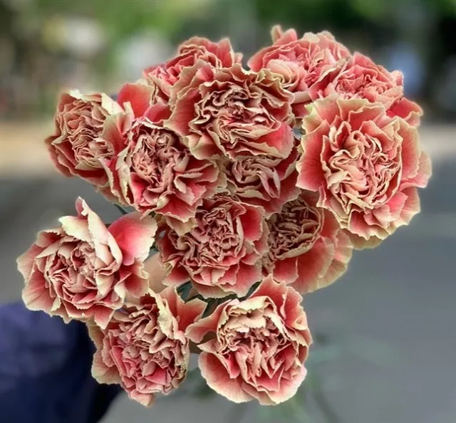 Kỹ thuật trồng hoa Xạ Hương Thạch Trúc