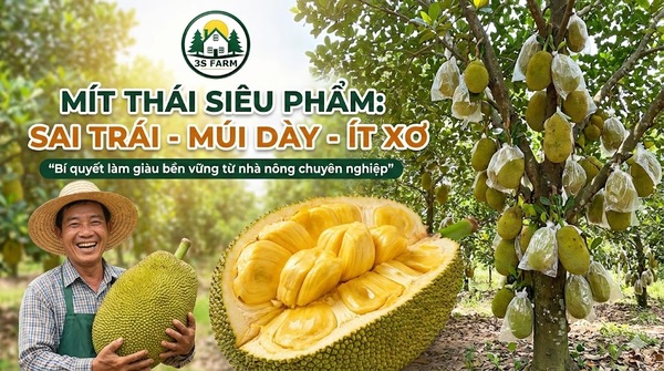 Cách Trồng Và Chăm Sóc Cây Mít Thái Đạt Năng Suất Cao Nhất