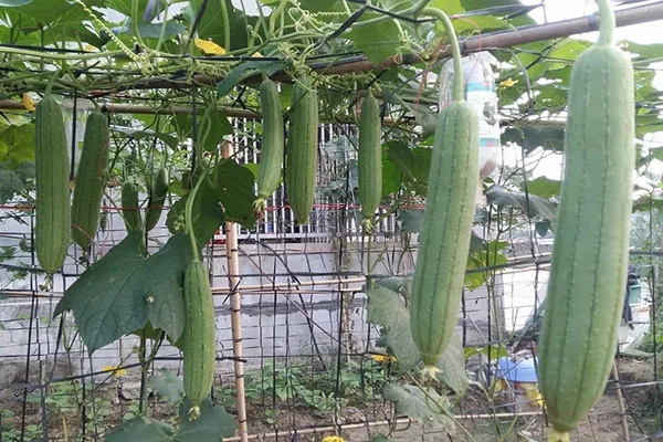 Kỹ thuật trồng mướp ngọt bằng nhiều cách hiệu quả cho nhà vườn 2