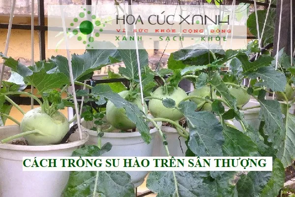 Hộp xốp trồng su hào trên sân thượng cần đảm bảo khả năng thoát nước