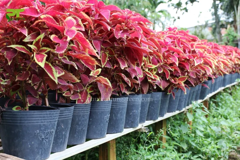 Cây lá gấm được trồng trong vườn với màu sắc đa dạng và bắt mắt