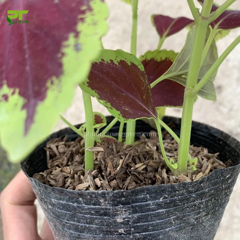 Một cụm hoa lá gấm nhỏ mọc ở ngọn cành, cần được cắt bỏ để kích thích lá